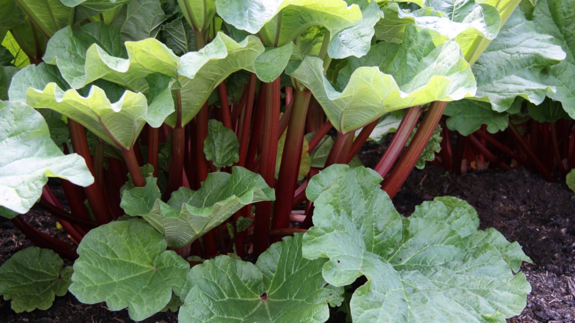 Moving the Rhubarb