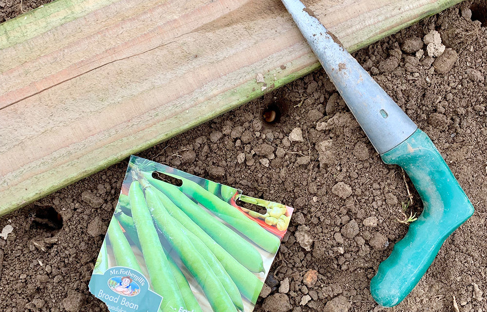Broad Beans and Recycling!