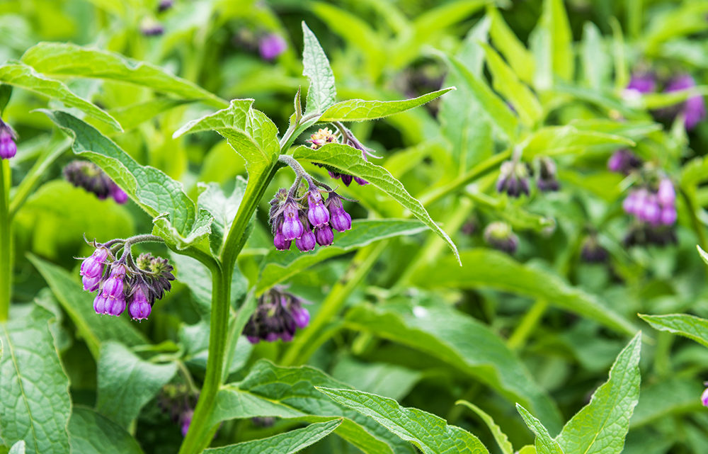 Nourishing the Soil Without Manure Deliveries