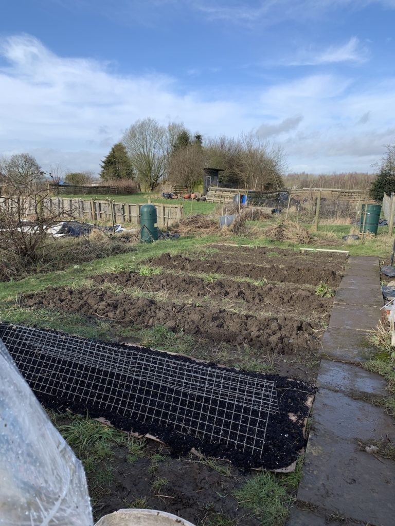 Winter digging allotment beds