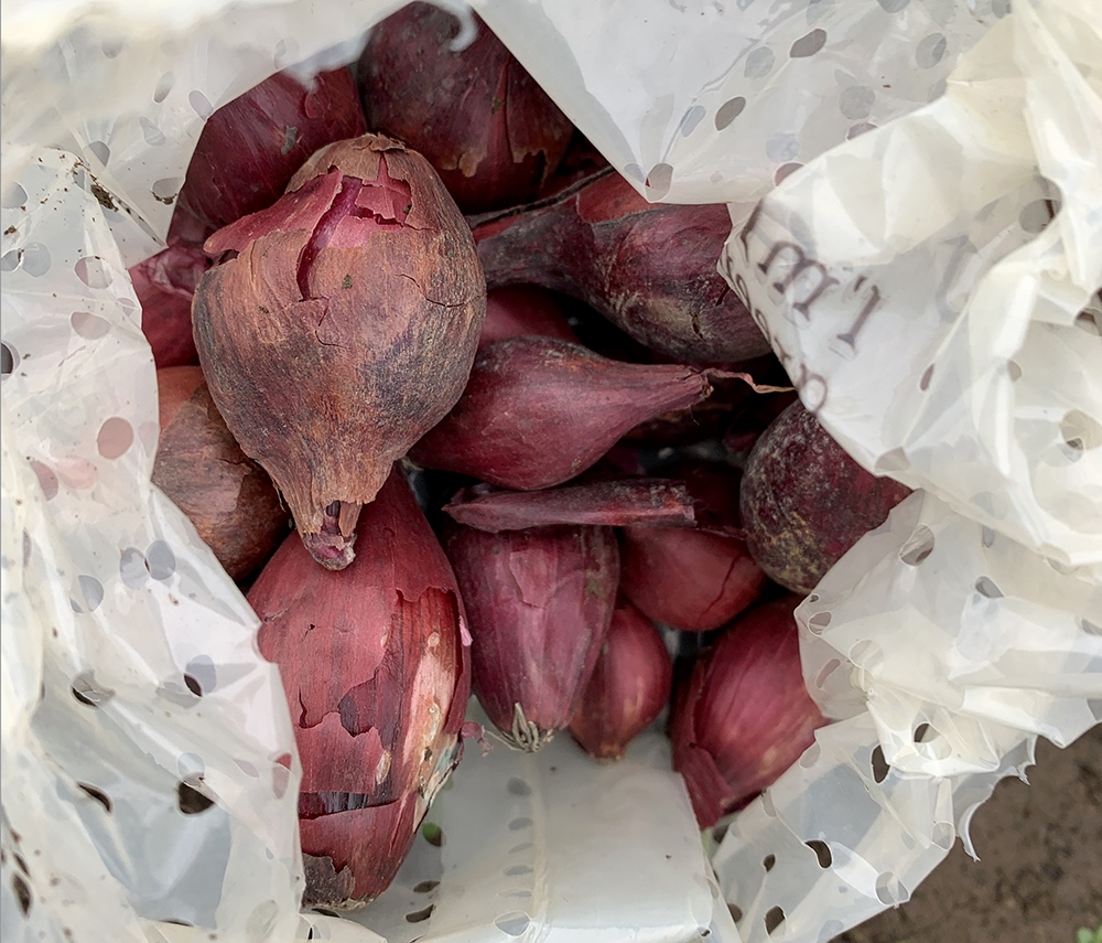 Red Barron Onion Sets in a bag, bought from Home Bargains